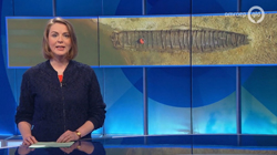 Omroep GLD Nieuws