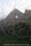Mist 2011