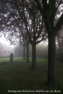 Mist 2011