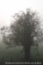 Mist 2011