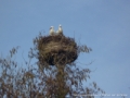 Nest bij het eilandje