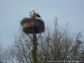 Nest bij het eilandje